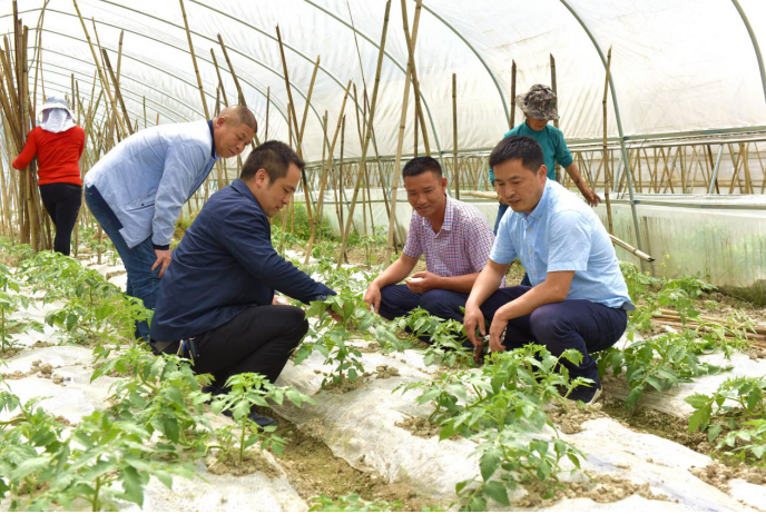 青梗菜详细解答解析落实